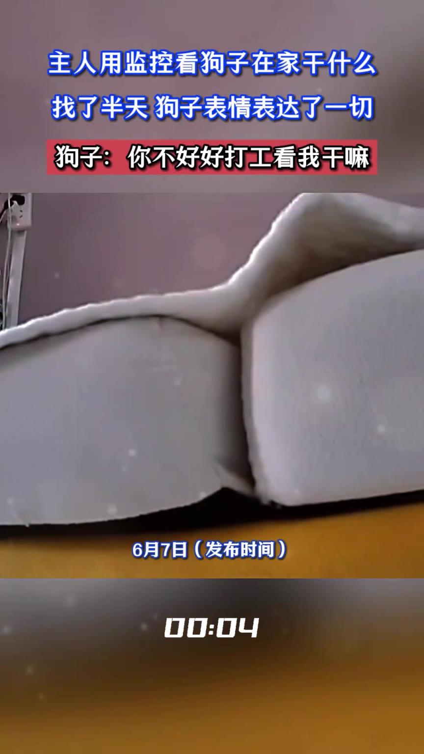 主人用監(jiān)控看狗子在家干什么，找了半天，狗子表情表達(dá)了一切