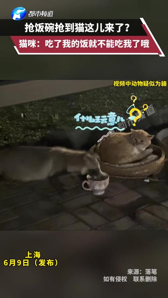 抢饭碗抢到猫这儿来了?猫咪:吃了我的饭就不能吃我了哦