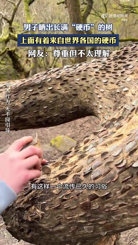 男子晒 “硬币树”：各国硬币挂满枝头