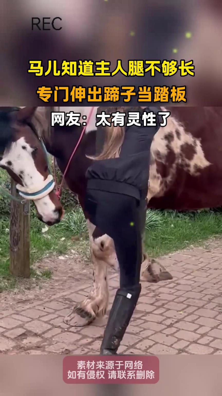 马儿知道主人腿不够长，专门伸出蹄子当踏板