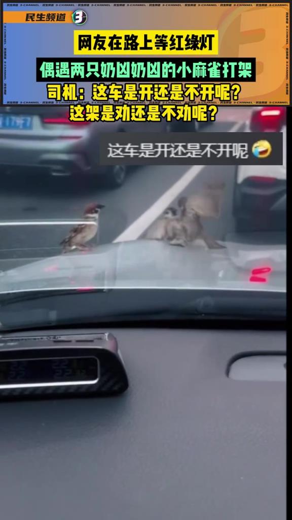 网友等红灯时，偶遇麻雀打架 。这是劝还是不劝呢？