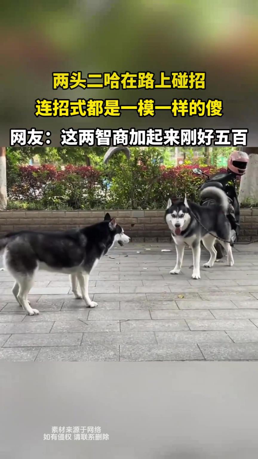 两头二哈在路上碰招，连招式都是一模一样的傻