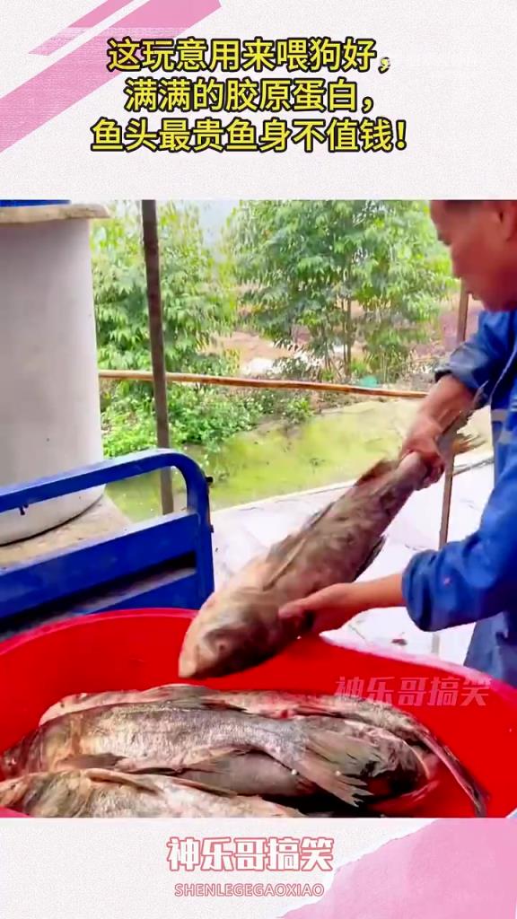 這東西喂狗超棒，富含膠原蛋白，魚(yú)頭貴魚(yú)身賤