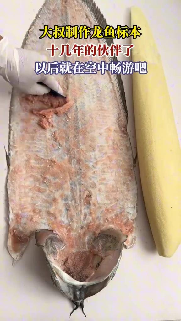 大叔为十几年龙鱼制作标本：让伙伴空中 “畅游”