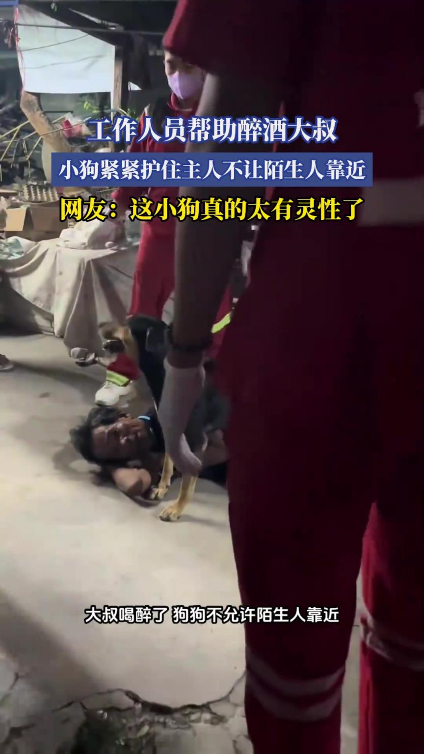 工作人员帮助醉酒大叔，小狗紧紧护住主人不让陌生人靠近