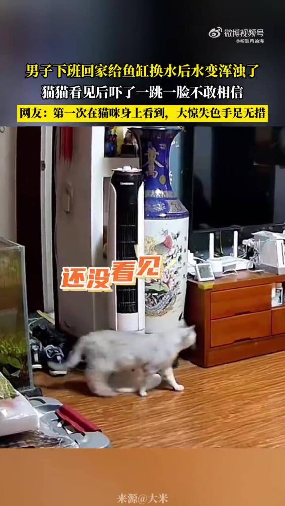 男子换水致鱼缸水浑浊，猫猫见状吓一跳