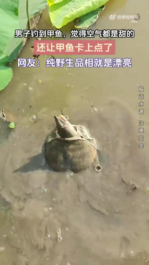 男子钓到甲鱼，觉得空气都是甜的,还让甲鱼卡上点了！