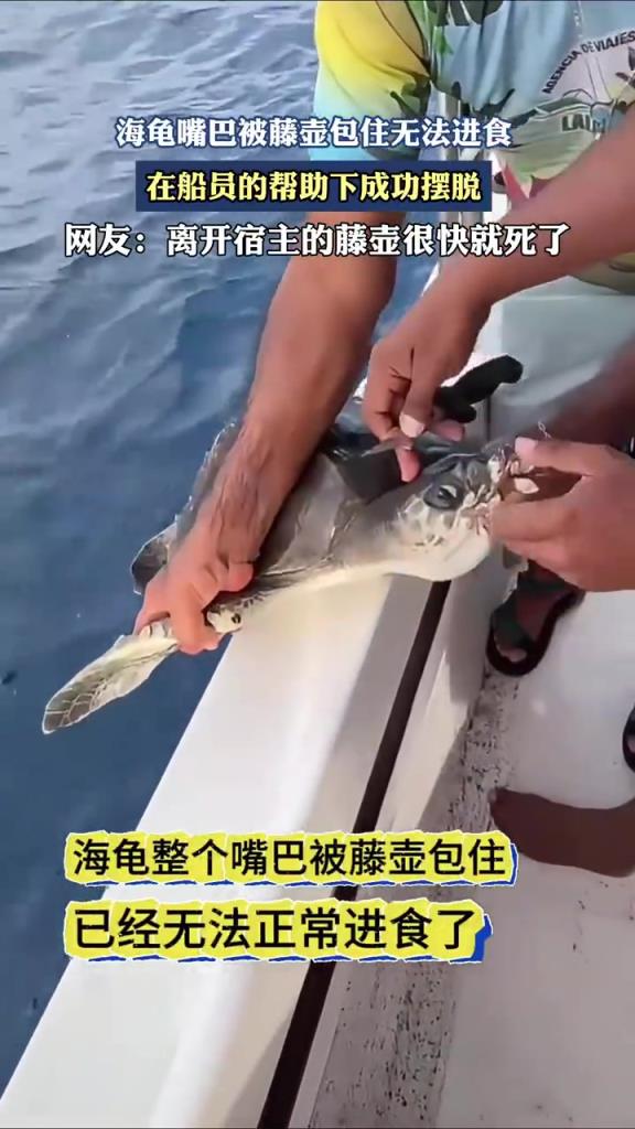 海龟嘴巴被藤壶包住无法进食，在船员的帮助下成功摆脱！
