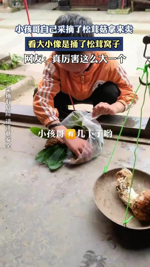 小孩哥自己采摘了松茸姑拿来卖，看大小像是捅了松茸窝子