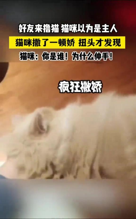 人家可不是一只随便的猫