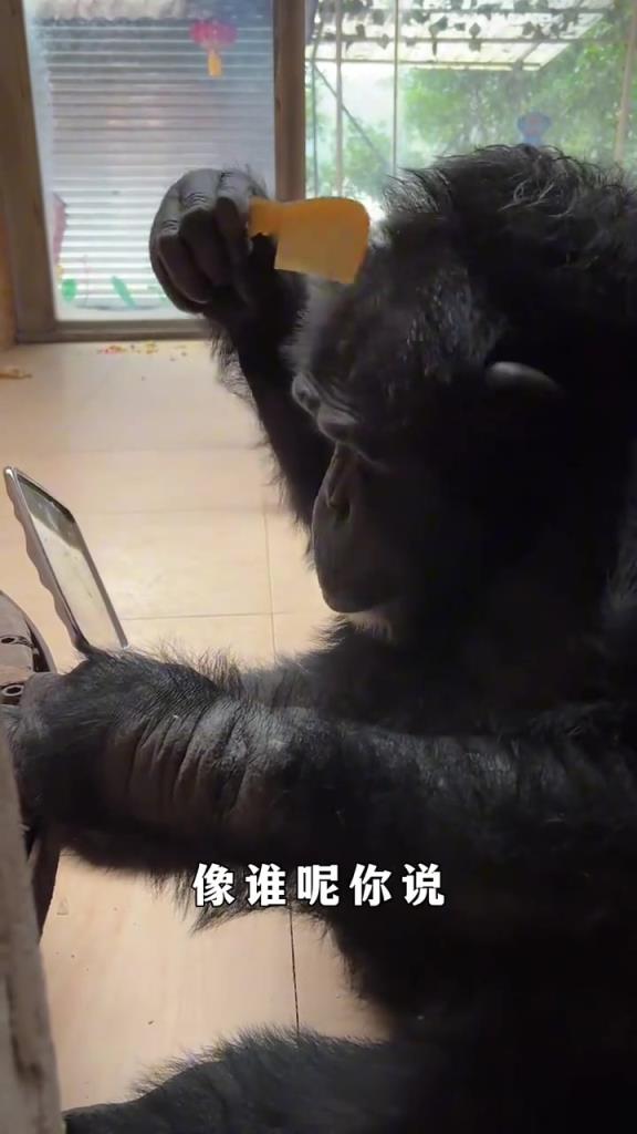 配音太到位了