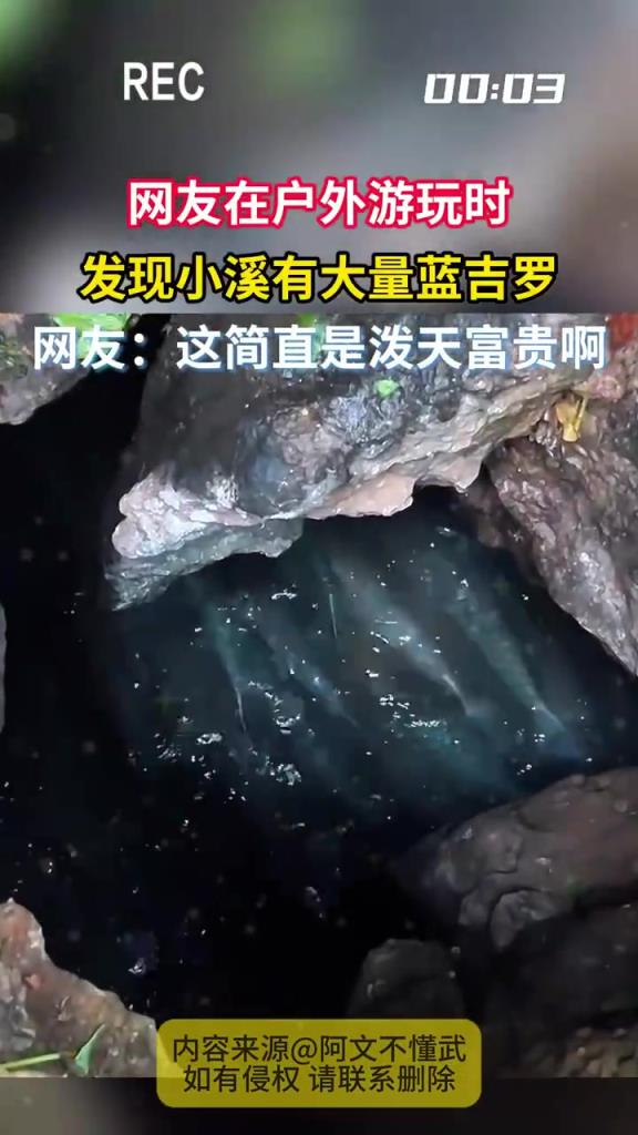 钓鱼佬：在哪里？！户外小溪现大量蓝吉罗鱼！