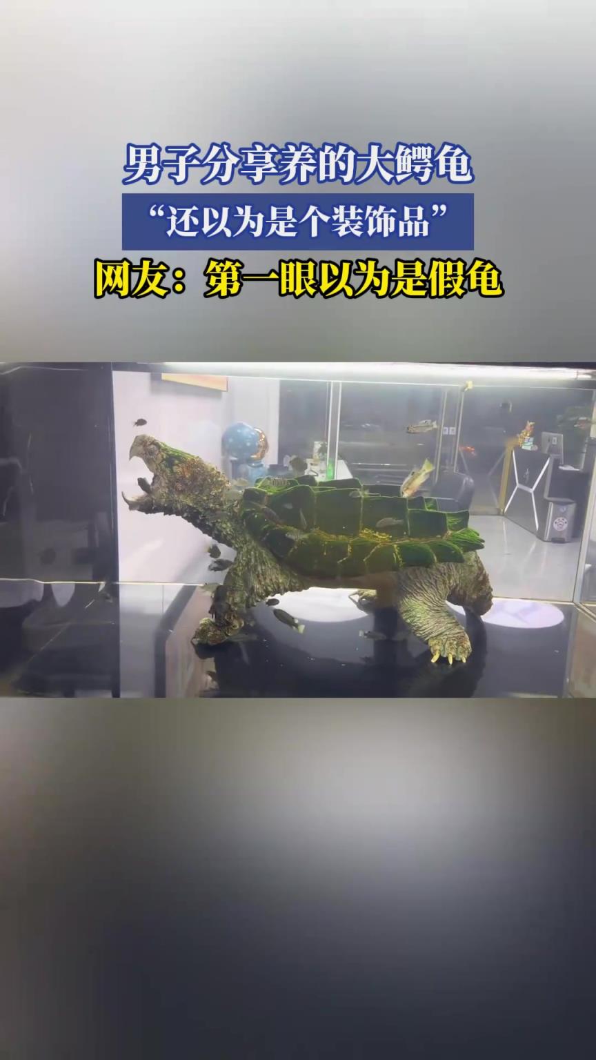 男子分享养的大鳄龟，还以为是个装饰品