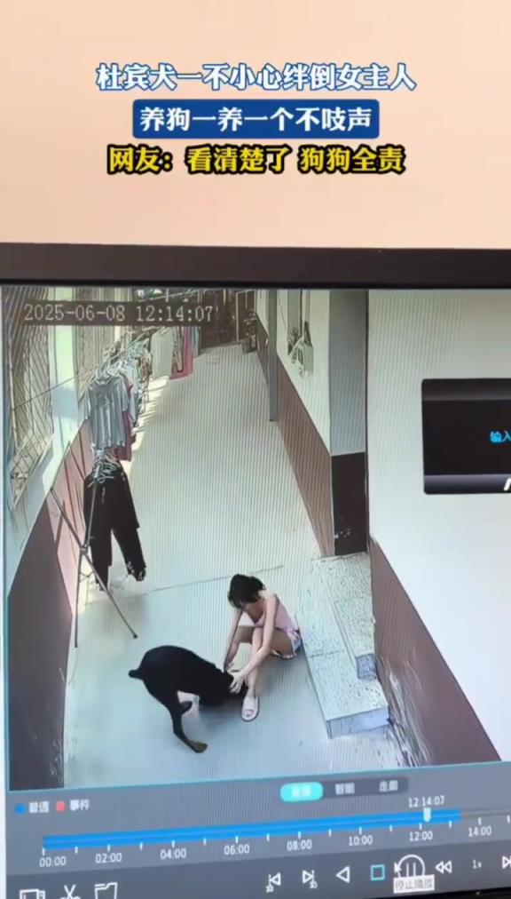 狗子不小心绊倒女主人,狗子窜出来也不吱声,网友:狗子全责!