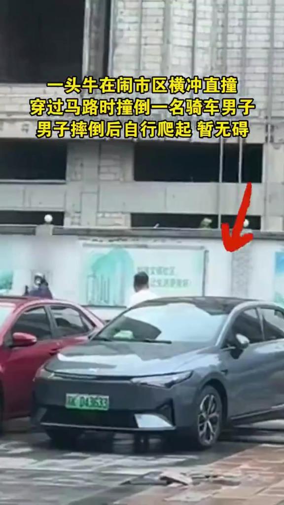 街头惊险疯牛乱窜撞倒行人,民警合力围捕将其击毙!!