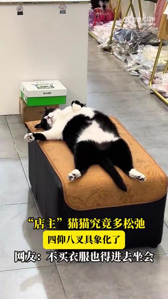“店主”貓貓究竟多松弛，四仰八叉具象化，網(wǎng)友：不買(mǎi)也得坐會(huì)！