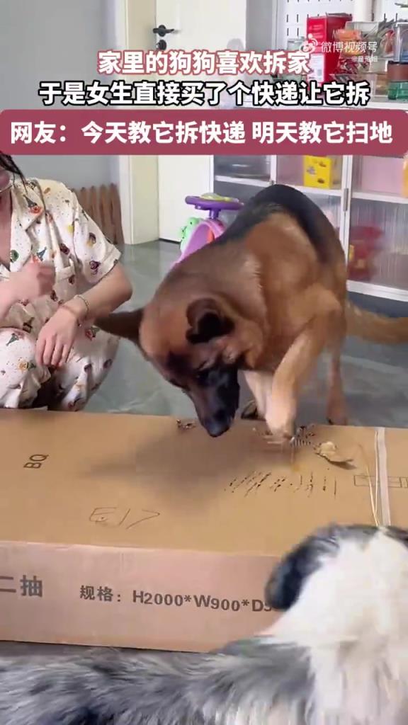 家里的狗狗喜歡拆家 于是女生直接買了個快遞 讓它慢慢拆