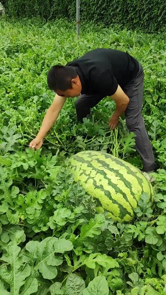 這是西瓜還是冬瓜？