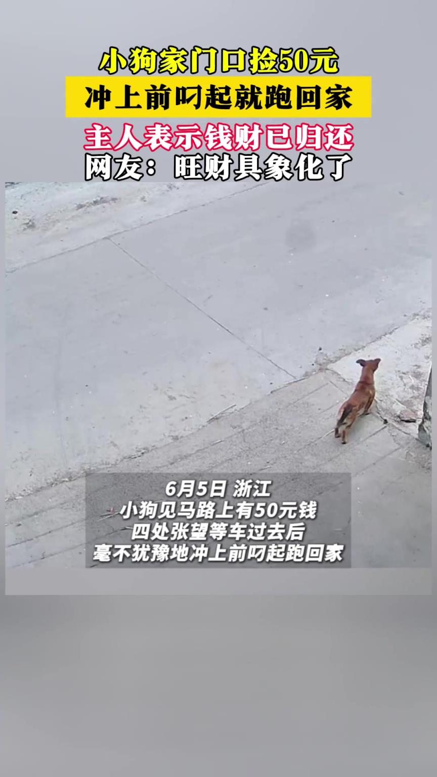 小狗家门口捡50元，冲上前叼起跑回家，主人：已归还钱财