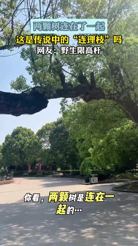 两颗树连在了一起，这是传说中的“连理枝”吗？