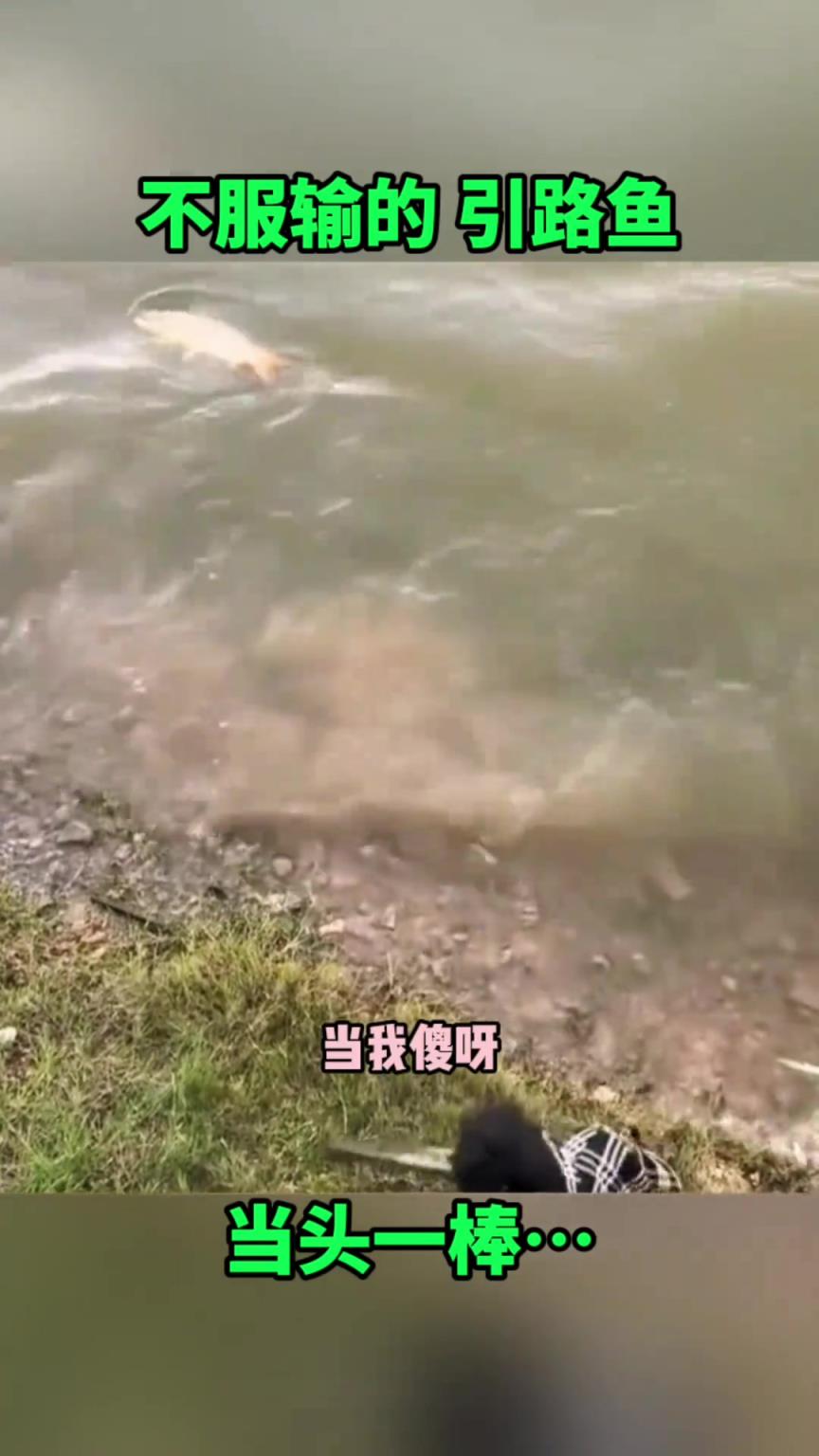 不服输的鱼遇上硬茬子，当头两棒！