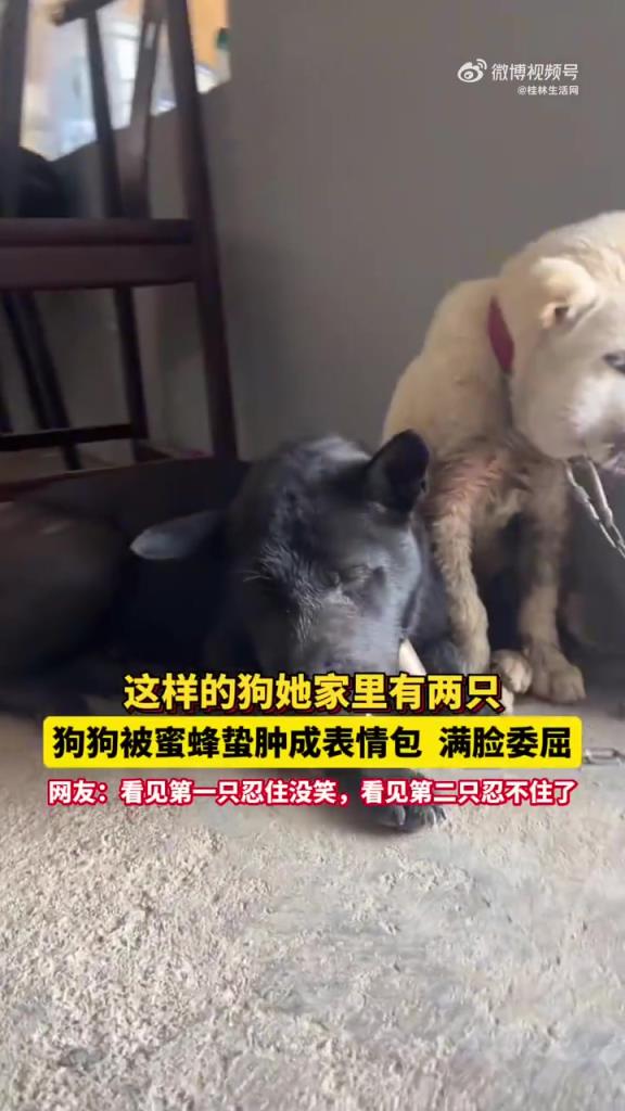 湖南狗狗被蜜蜂蛰成表情包，委屈脸逗笑网友