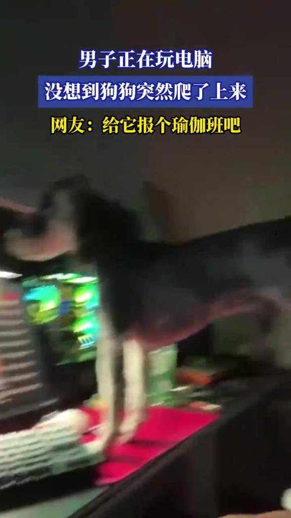 男子正在玩电脑 没想到狗狗突然爬了上来