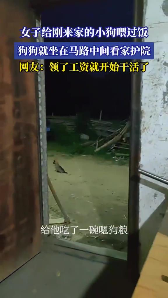 女子给刚来家的小狗喂过饭，狗狗就坐在马路中间看家护院~
