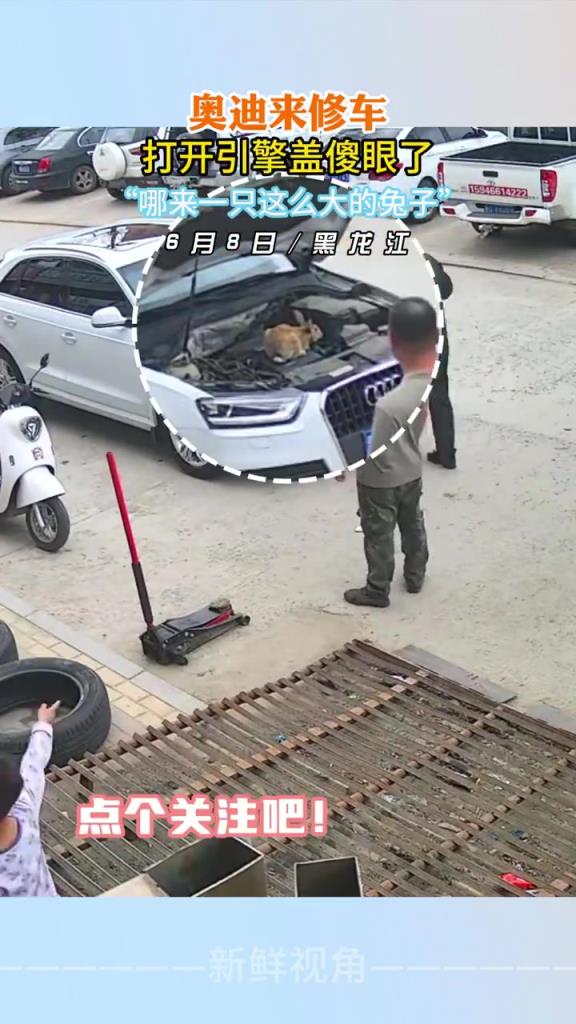 奥迪来修车打开引擎盖傻眼了 “哪来一只这么大的兔子”