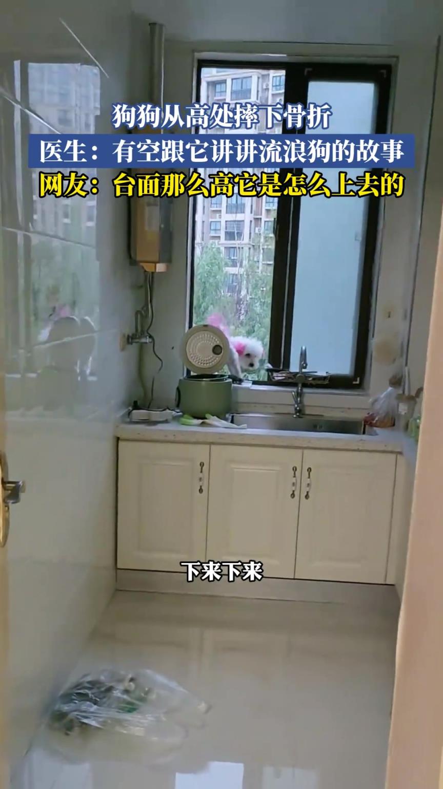 狗狗从高处摔下骨折，医生：有空跟它讲讲流浪狗的故事