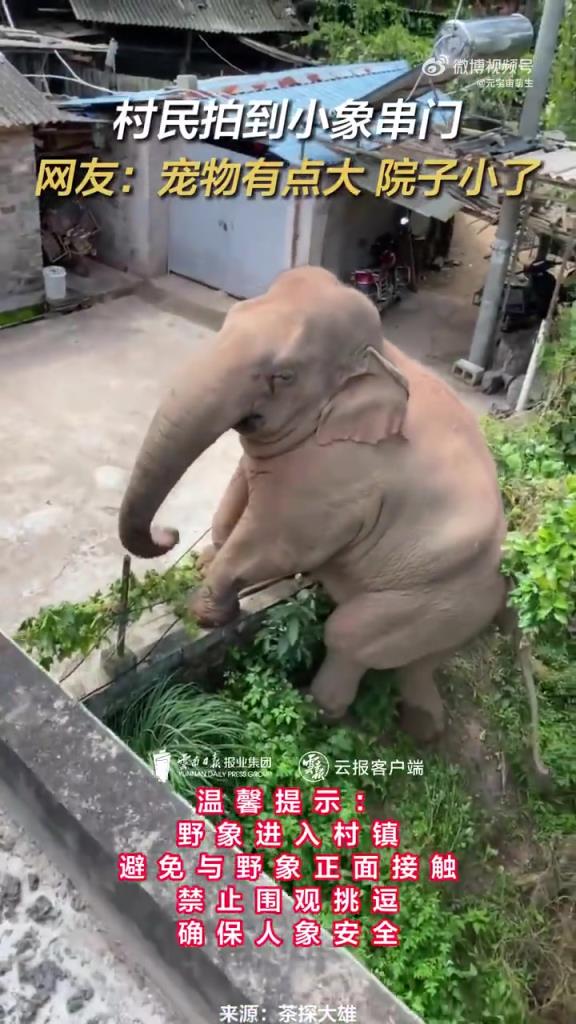 小象爬进村民家中“串门”，网友：宠物有点大，院子小了！