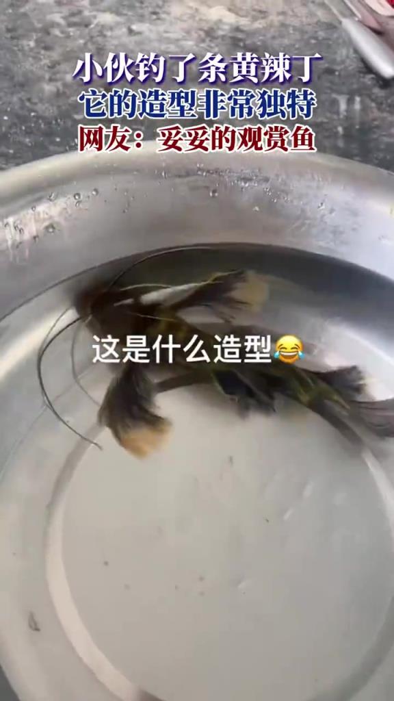 小伙钓了条黄辣丁，它的造型非常独特，网友：妥妥的观赏鱼！