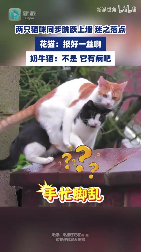两只猫咪同步跳跃上墙，迷之落点，花猫：报好一丝啊