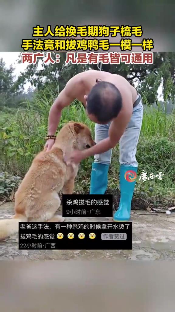 主人給換毛期狗子梳毛的視頻，手法瞬間引發(fā)兩廣網(wǎng)友集體共鳴