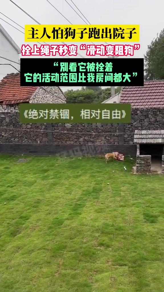 主人怕狗子跑出院子，拴上绳子秒变“滑动变阻狗”