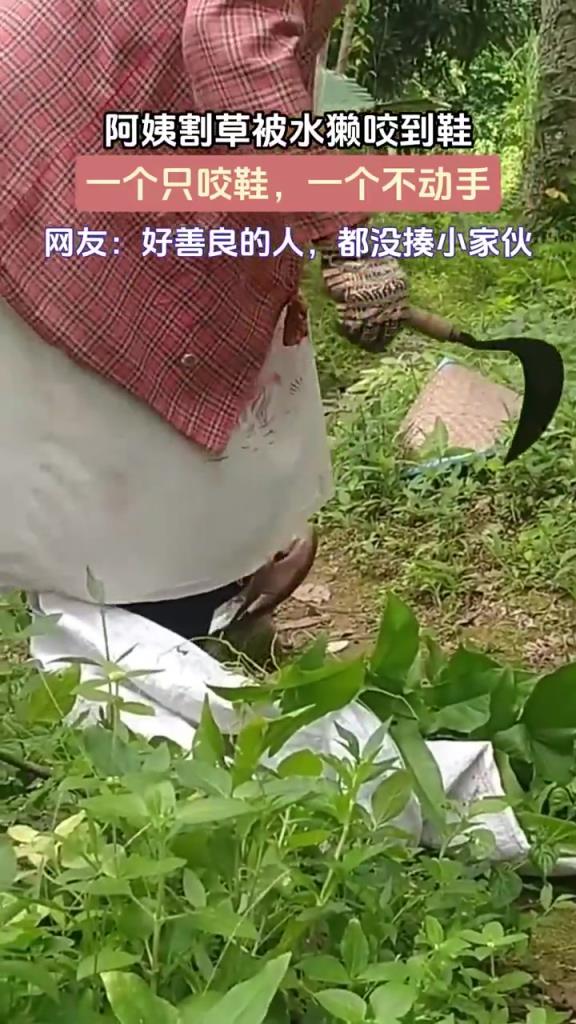 阿姨割草被水獺咬到鞋