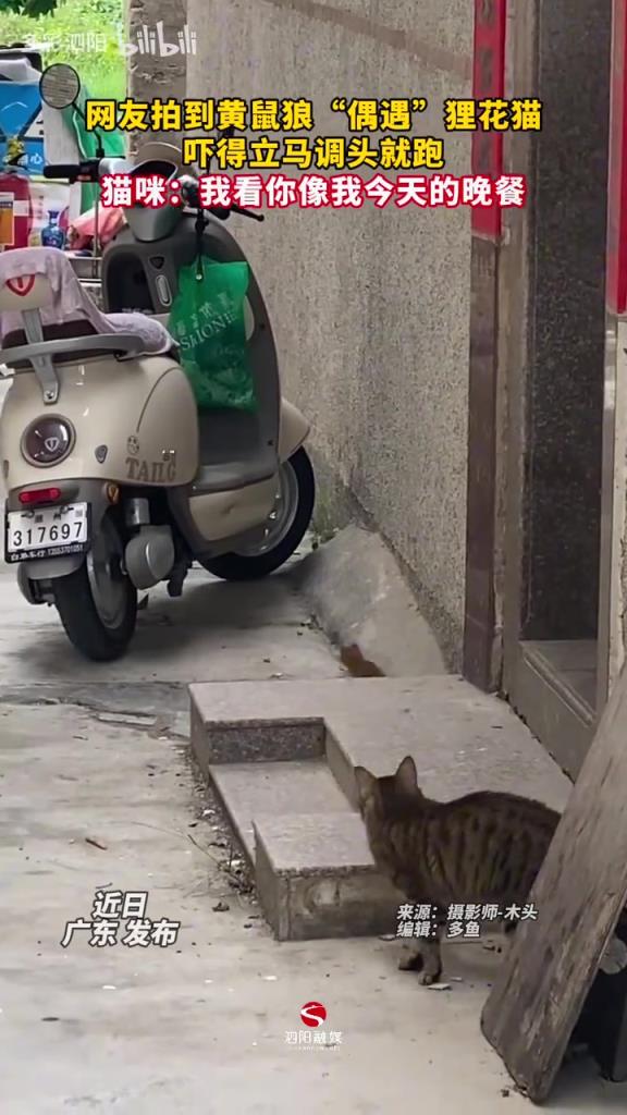网友拍到黄鼠狼“偶遇”狸花猫吓得立马调头就跑猫咪