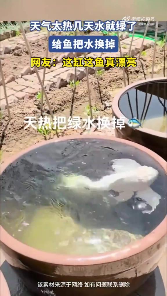 天气太热几天水就绿了，给鱼把水换了