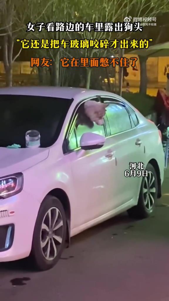 女子看路边的车里露出狗头，“它还是把车玻璃咬碎才出来的”！