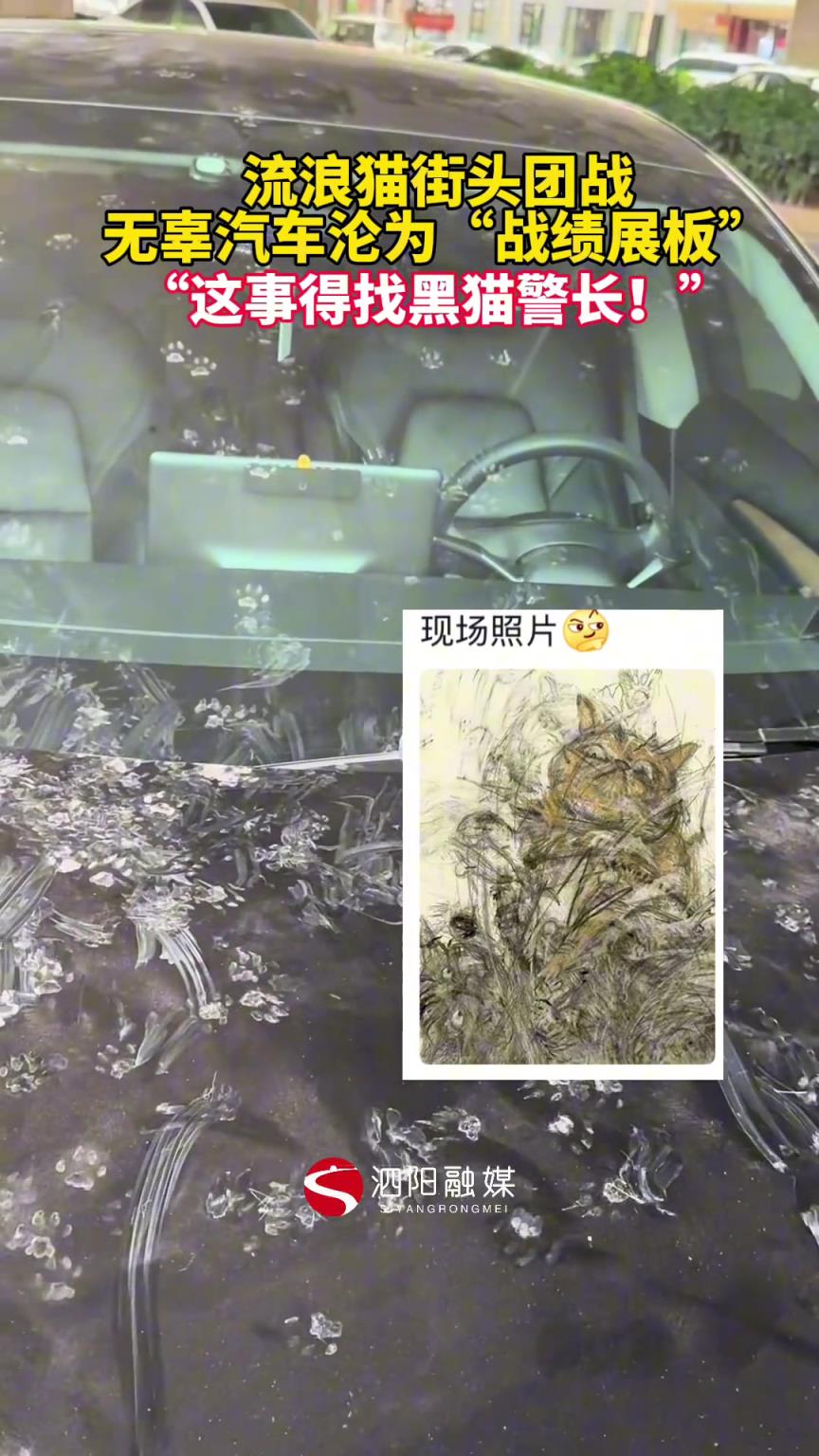 流浪貓街頭團(tuán)戰(zhàn)，無辜汽車淪為“戰(zhàn)績展板”