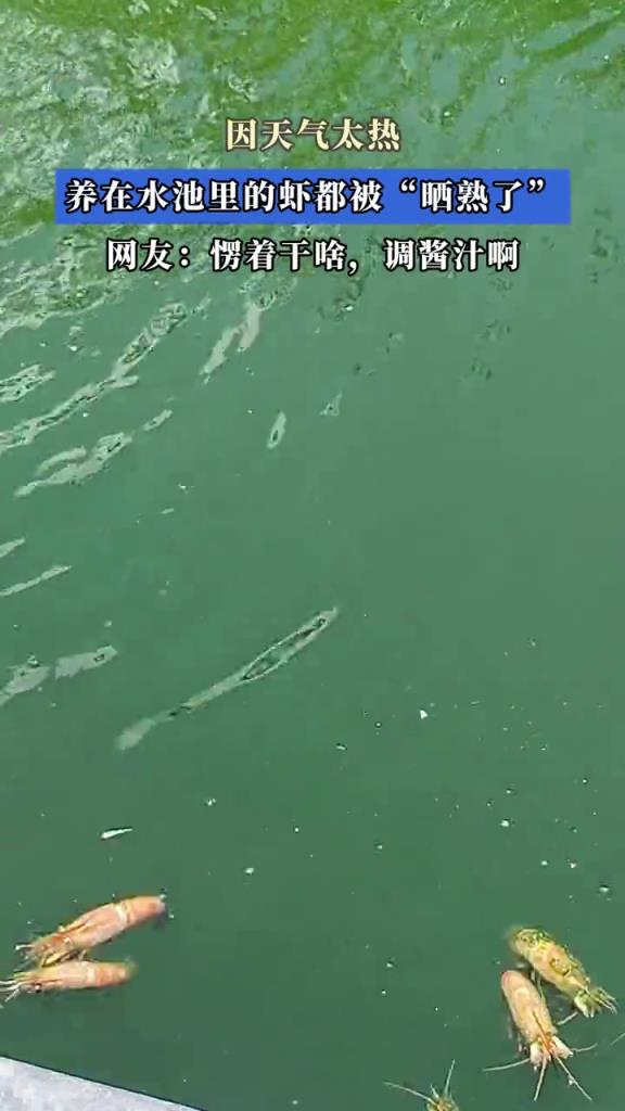 因天气太热,养在水池里的虾都被“晒熟了”!!!
