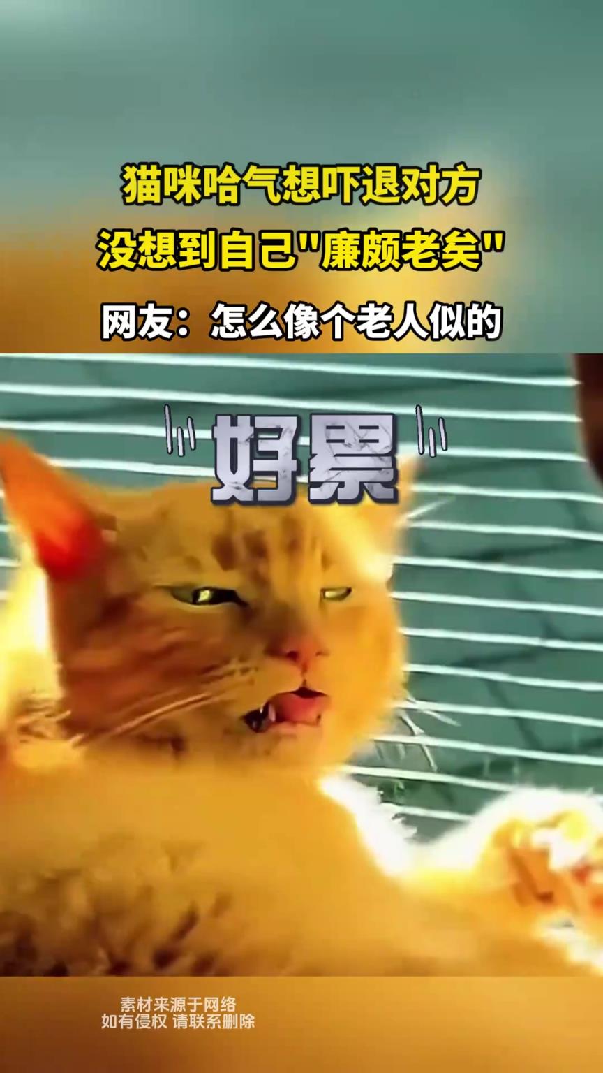 貓咪哈氣想嚇退對(duì)方，沒(méi)想到自己廉頗老矣