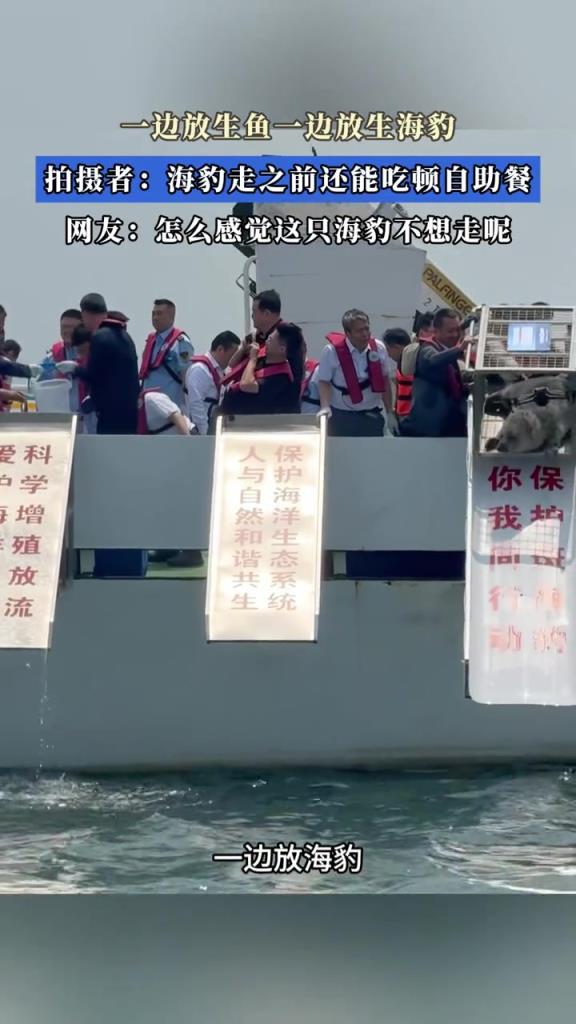 一边放生鱼一边放生海豹,拍摄者:海豹走之前还能吃顿自助餐!!!