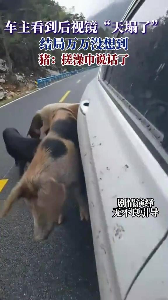 车主看到后视镜天塌了，结局万万没想到，猪：搓澡巾说话了！