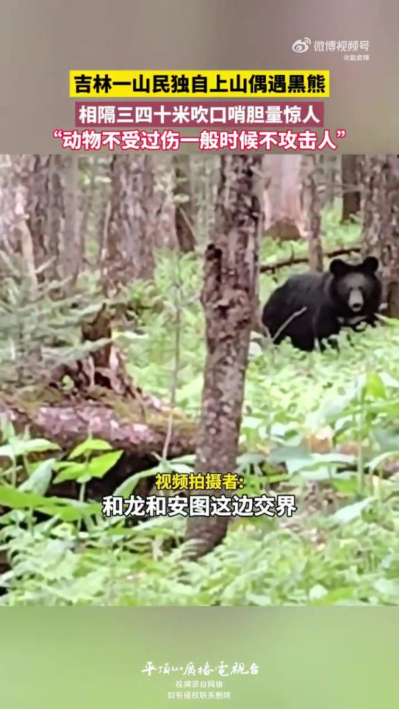 吉林一山民獨(dú)自上山偶遇黑熊，相隔三四十米吹口哨