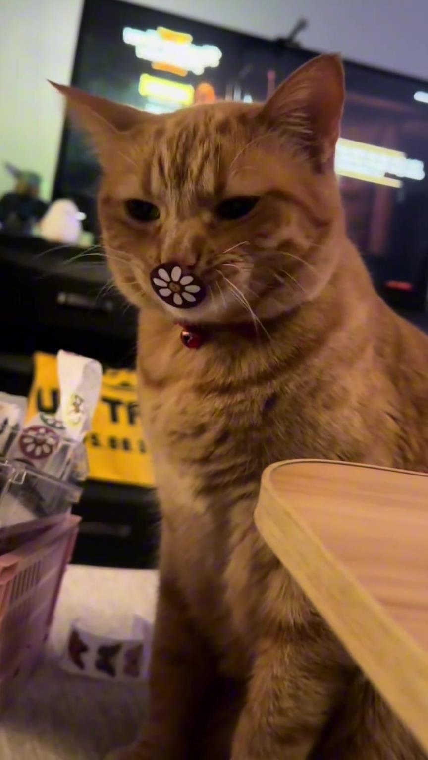 猫咪：我的嘴好像被什么脏东西缠上了…
