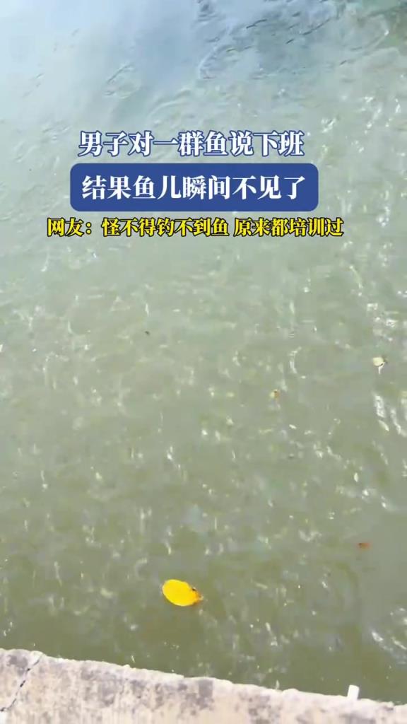 男子对一群鱼说下班 结果鱼儿瞬间不见了