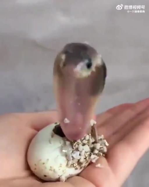 剛孵化的眼鏡王蛇寶寶很可愛，但其毒液出生即具危險性
