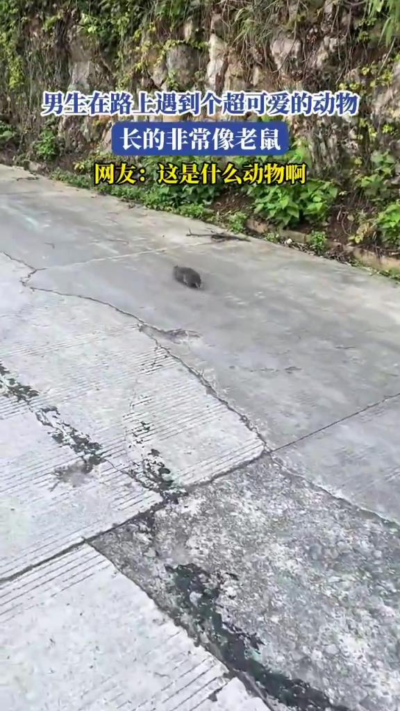 男生在路上遇到个超可爱的动物