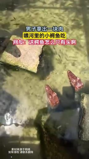 男子拿出一块肉，喂河里的小鳄鱼吃-
